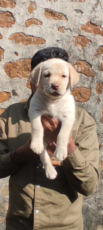 Labrador�