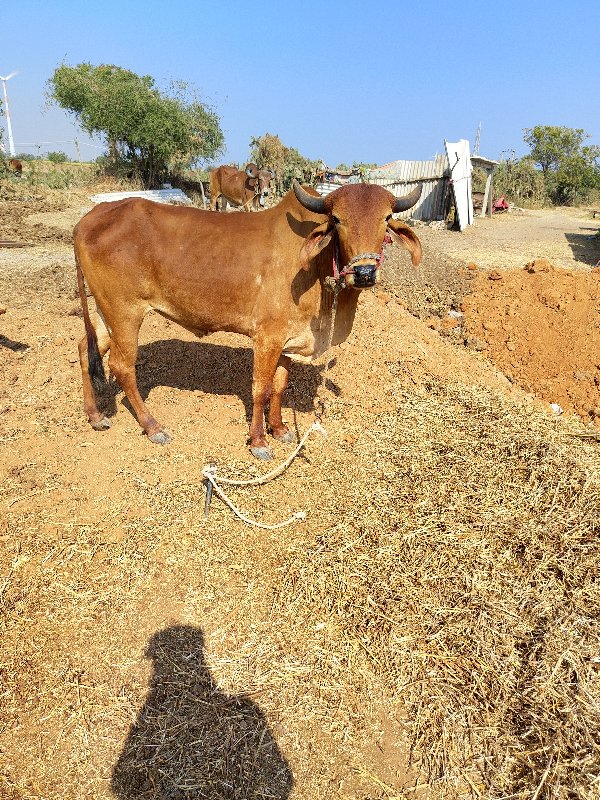 વેચવાનો છે