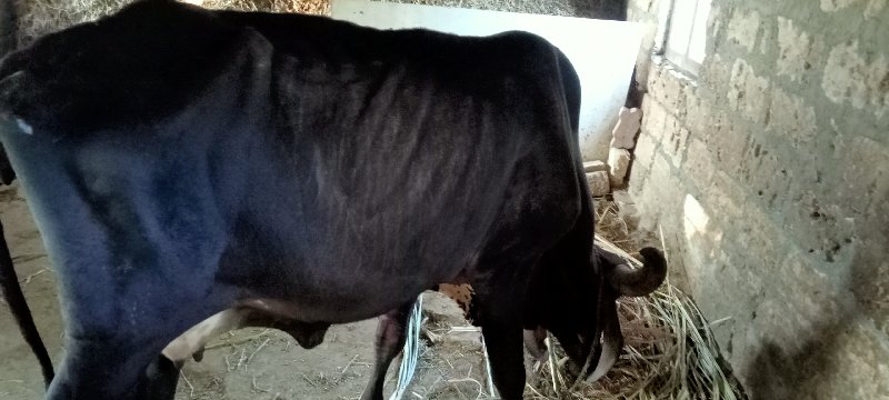 gir cow vesh va...