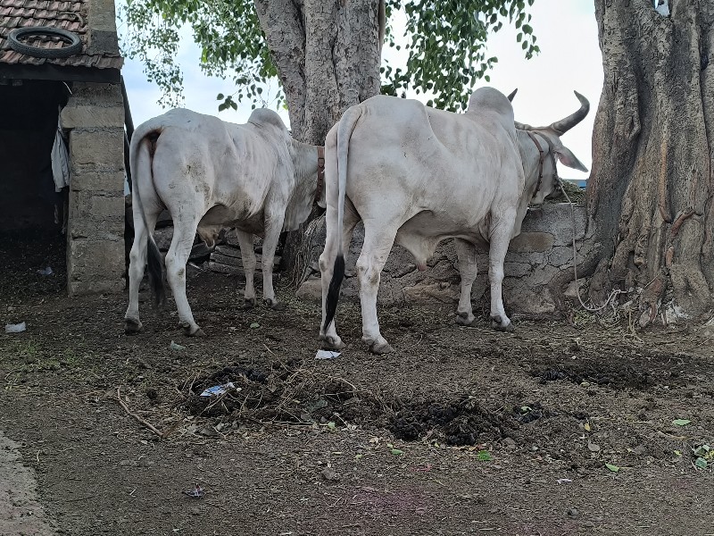 વઢીયારા બળદ વેચ...