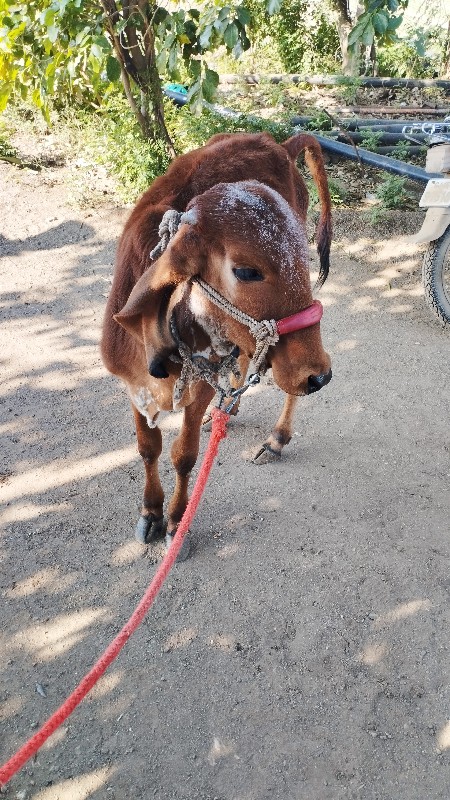 ગીર વાછરડી વેચવ...