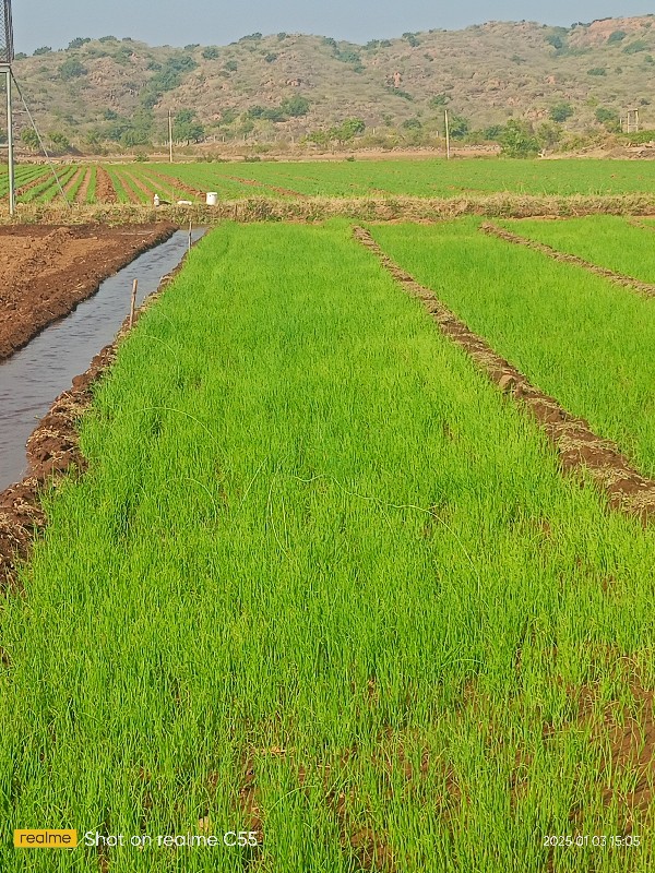 ડૂગરિ નો રોપ