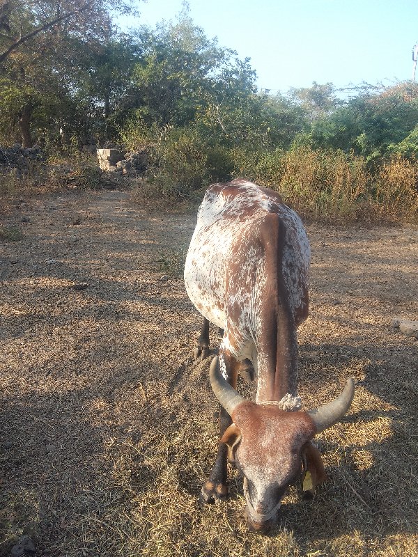 કાબરી દેછીછે બી...