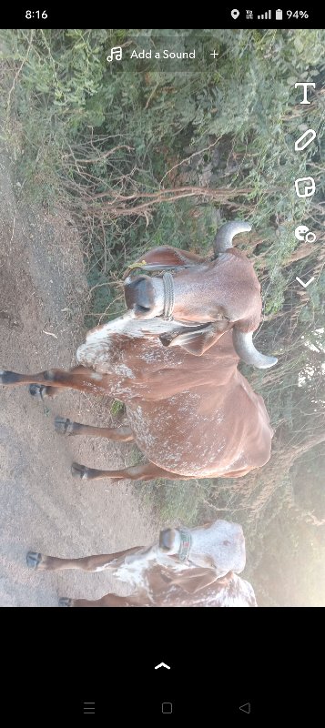 ગાય વેછ વાની છે...