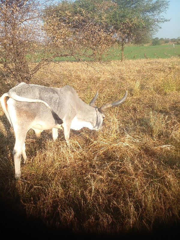 વઢીયારો ગોઢલો