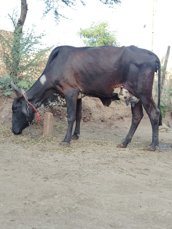 આ ગાય વેચવાની છ...