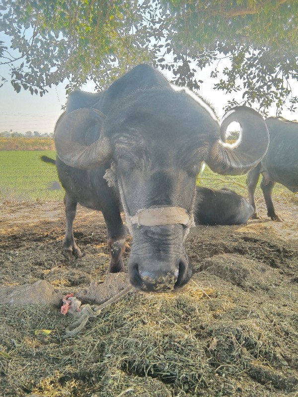 ભેંસ વેચવાની છે...