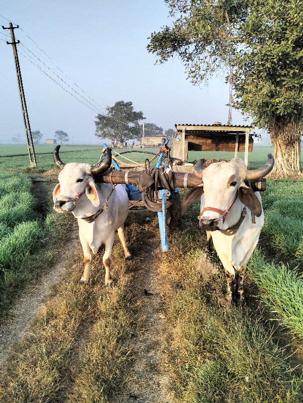 ગોઢલા વેચવાના છ...