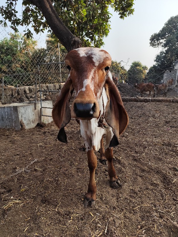 નંદી આપવાનો છે