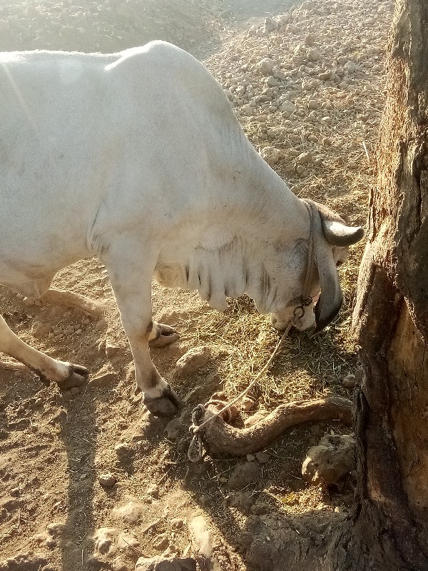 હોડકુ વેચવાનુ છ...