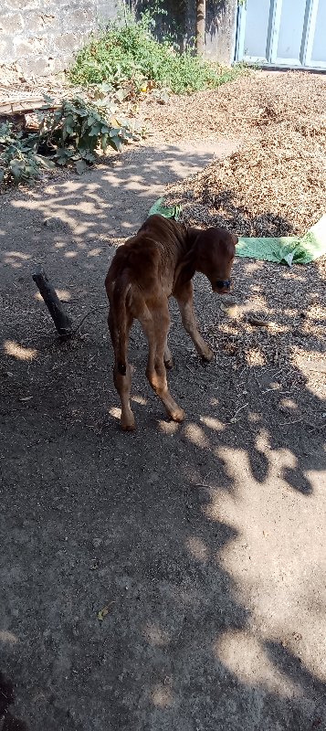 ગાય. વેચવાની છે