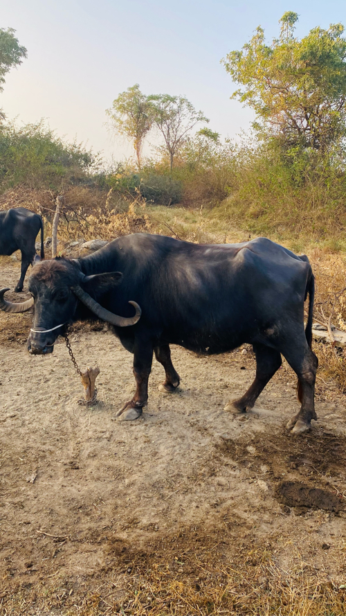 15 દિવસ ની કાશી...