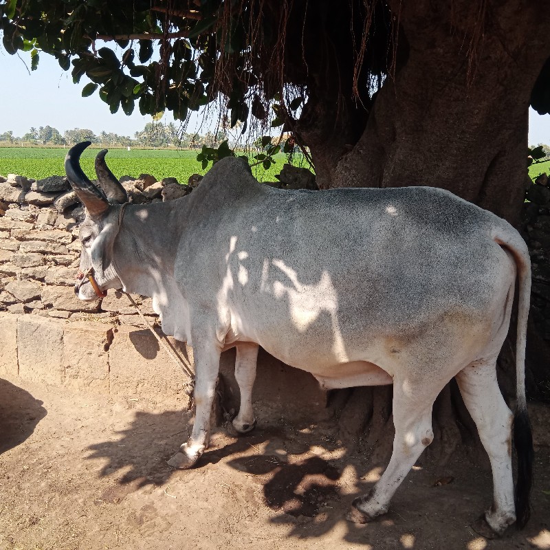 વેચવાના છે આ બળ...