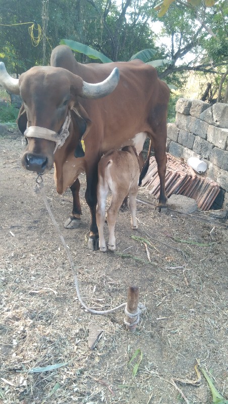 ગાય વેશવાનિ છે...