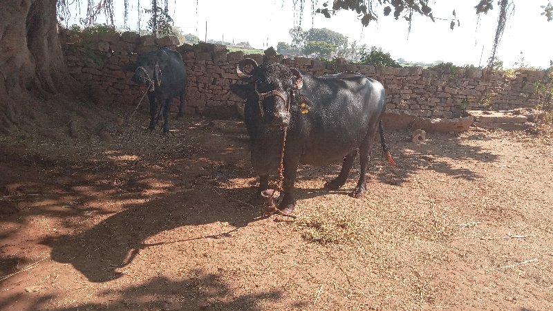 ભેસ વેચવાની છે.