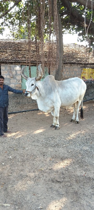 બળદ વેચવાનું છે