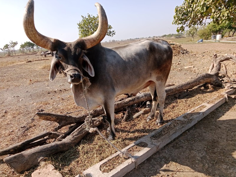 બળદ વેચવાના છે