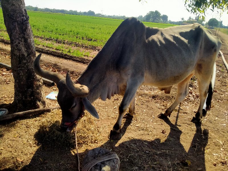 વઢીયારો