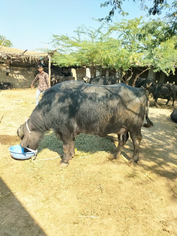 આ ભેંસ વેચવાની...