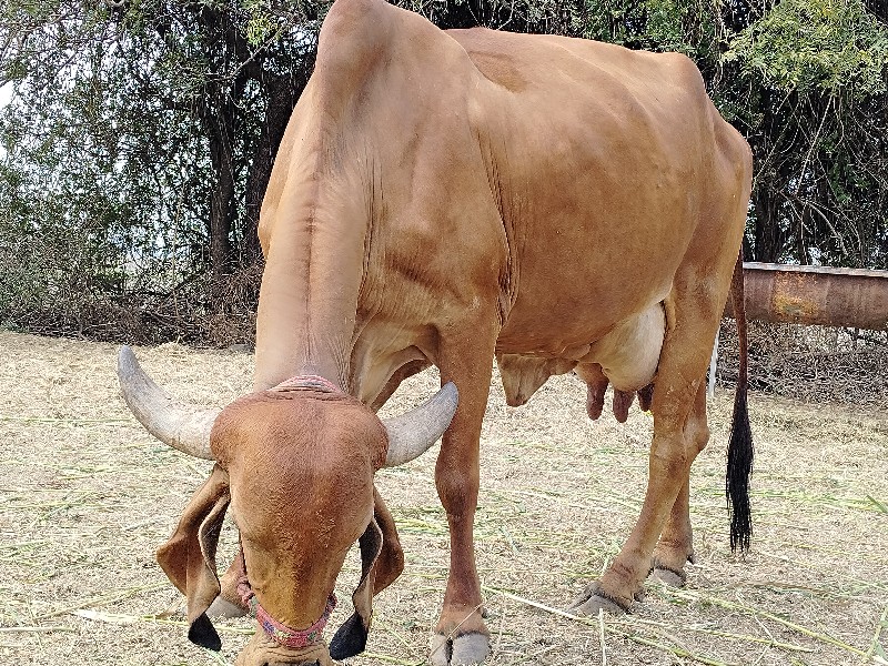 ગિર ગાય