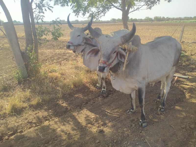 ગોઢલા