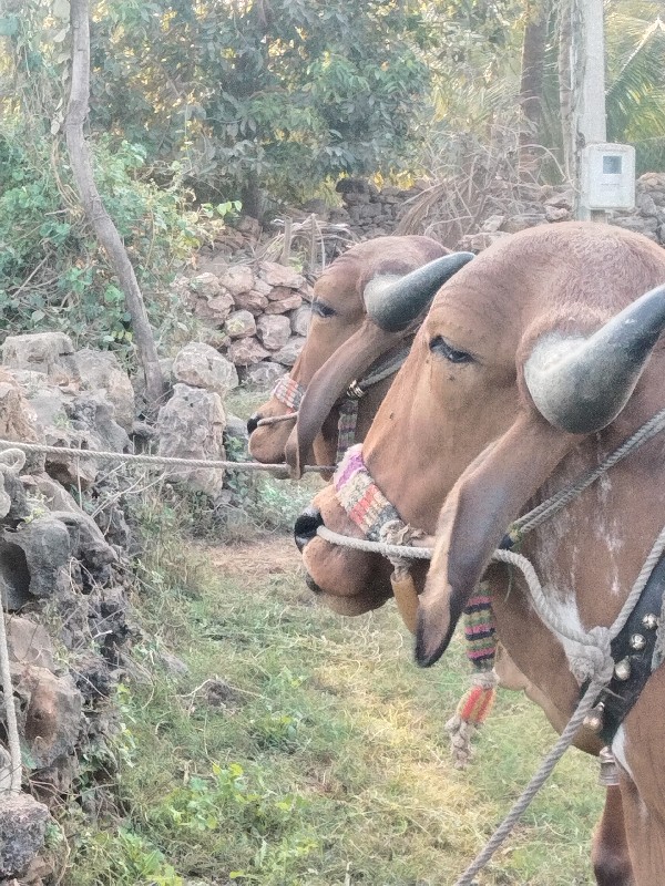 ગોધલા વેસવા ના...