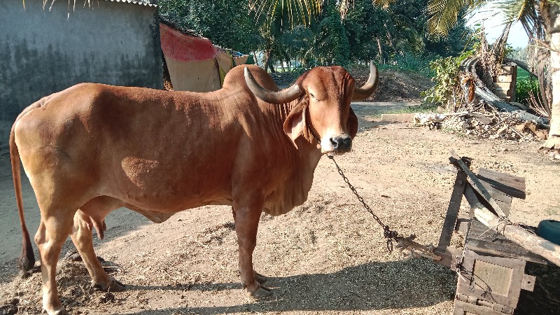 ગાય વેચવાની છે