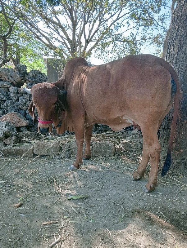 ગીર