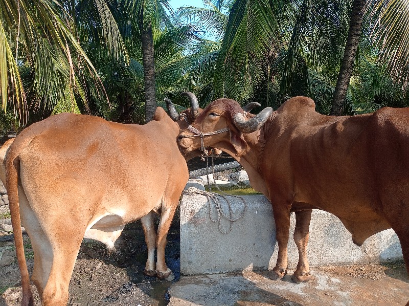 બડદ વેશવાના છે