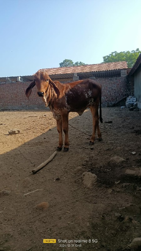 લીલડી ગાય વેચવા...