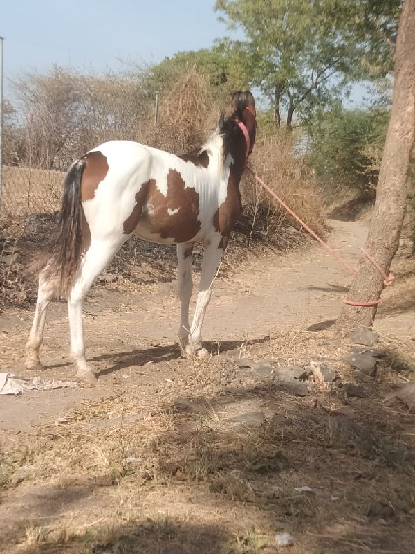 વસેરી વેસવા ની...