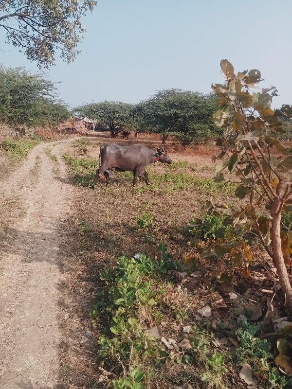 ભેંસ વેચવાની છે...