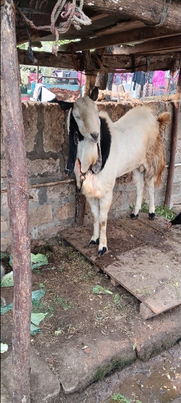 bakra