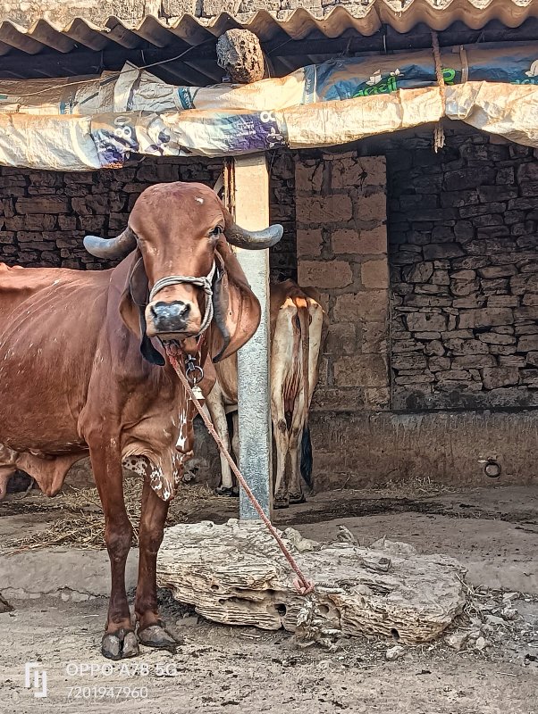 ઓરીજનલ ગીર ગાય...