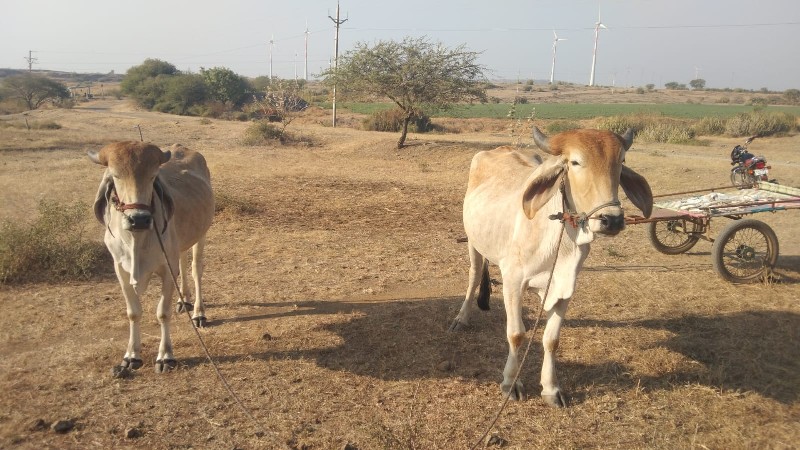 ગોઢલા વેચવાના છ...