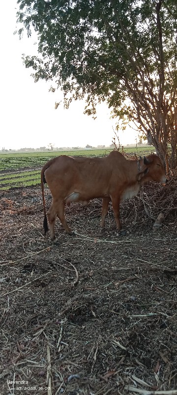 ગાય વેચવાની છે