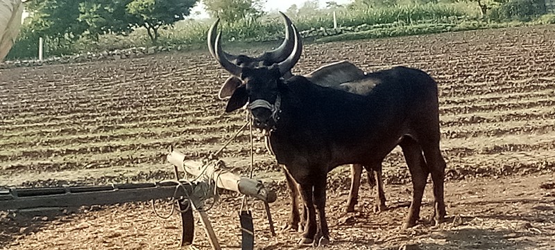 ગોધલા વેચવાના છ...