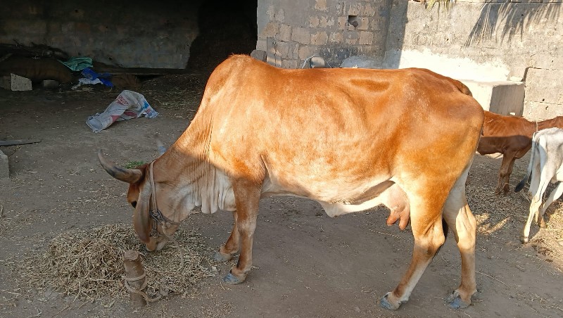 સ ગાયો વેસવા ની...