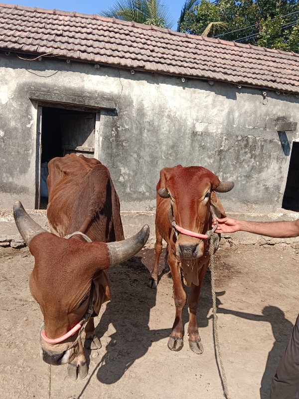 બરધ વેચવાના છે