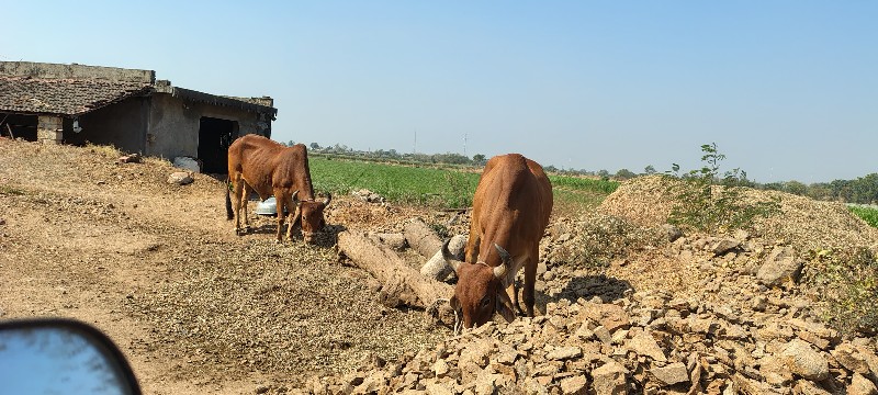 એક વાવણી વાવેલા