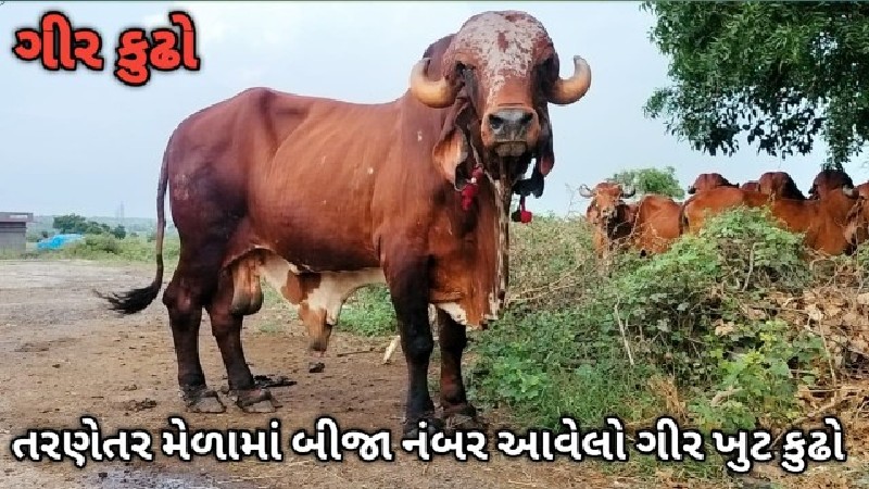 ખૂટ