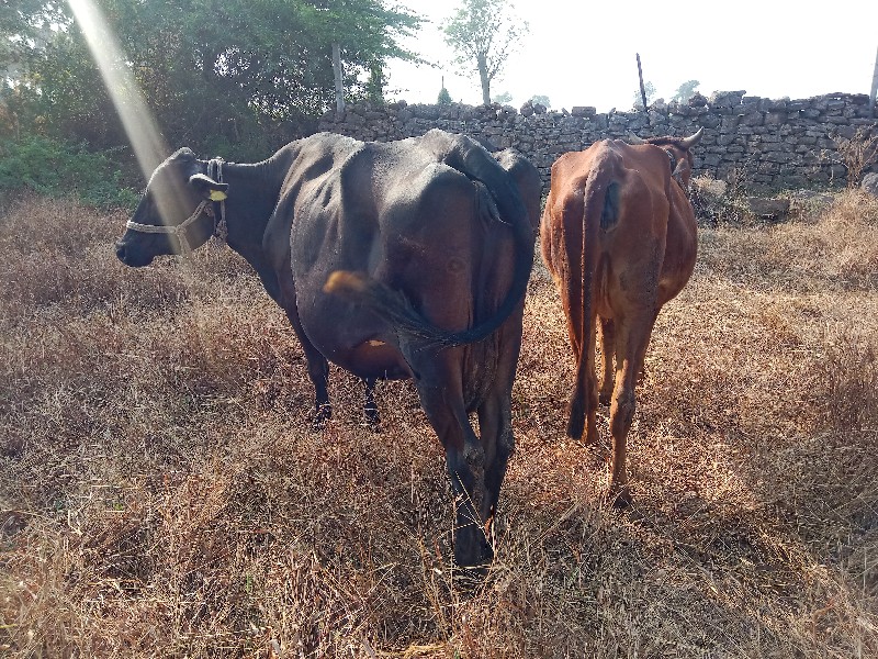 ગીર ક્રોસ વેચવા...