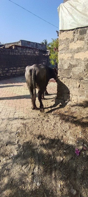 ખડેલુ દેવાનુ છે...