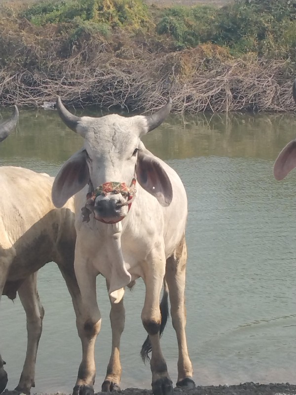 ગોધલા વેચવાના છ...