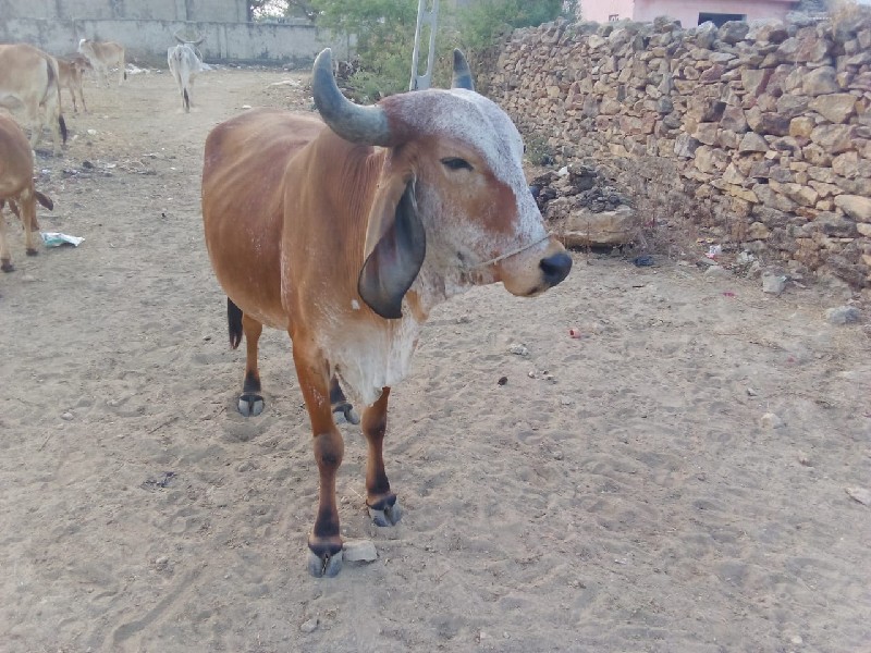 ગીર પાચાર હોરકુ