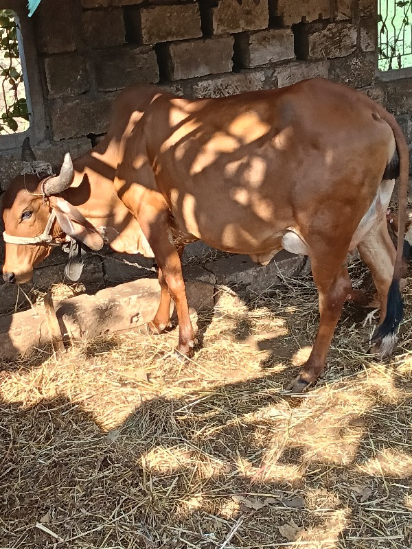 ગાય