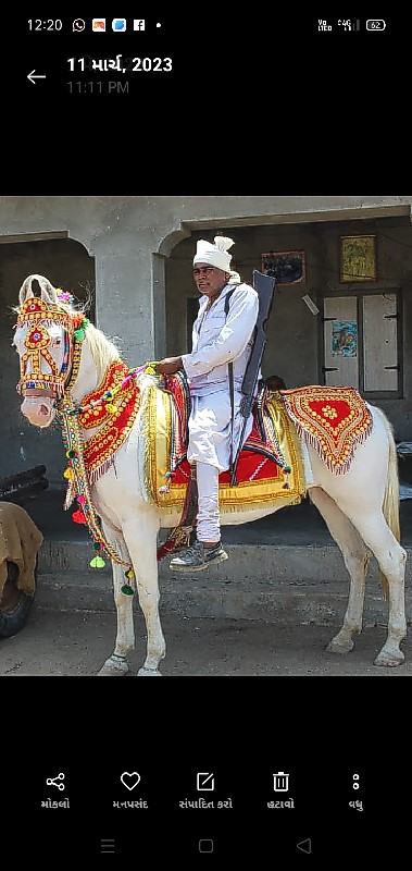 બળદ વેચવાના છે