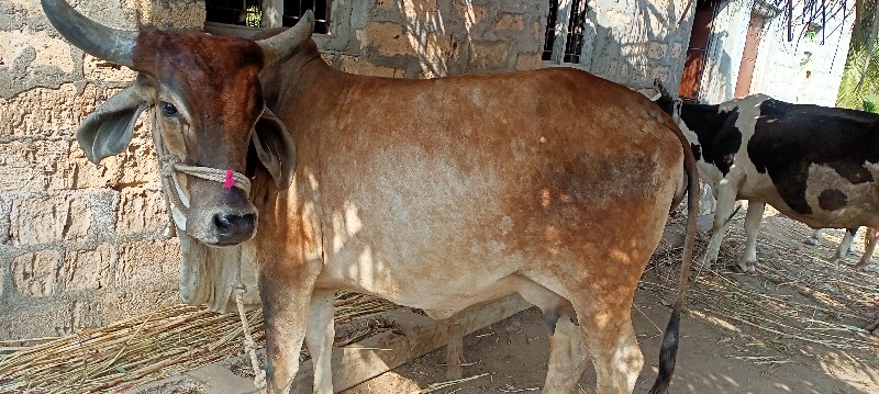 ગાય વેચવાની છે