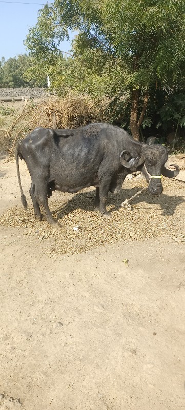 ભેસ વેચવાની છે