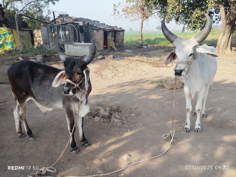 બળદ વેચવાના છે